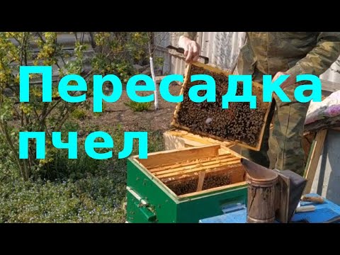 Видео: Пересадка пчел