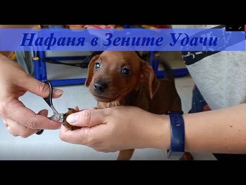 Видео: Щенки цвергпинчера, стрижка когтей, дегельминтизация /  Pinscher puppies, claw cutting, deworming