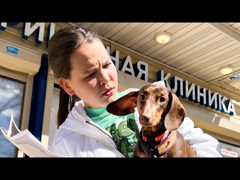 Видео: У НАС БУДУТ ЩЕНКИ??? ЧТО ПОКАЗАЛО УЗИ?😨