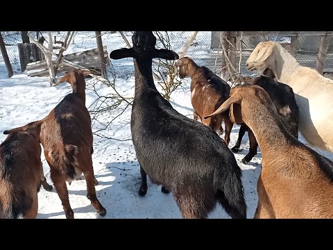Видео: Февральские будни 2025 года.