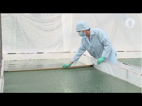 Видео: Выращивание водорослей спирулина в Приднестровье / Утренний эфир