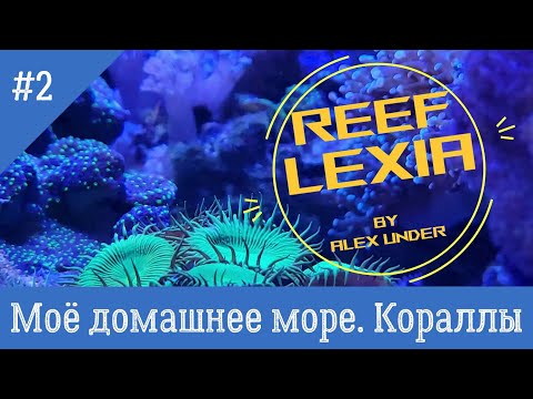 Видео: Морской аквариум. Простые кораллы