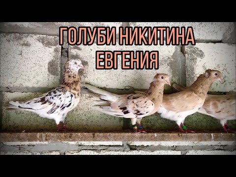 Видео: Бакинские голуби Никитина Евгения