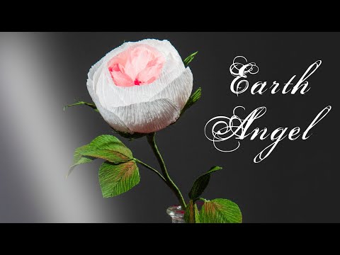Видео: РОЗА АНГЕЛ ЗЕМЛИ  /  EARTH ANGEL ROSE