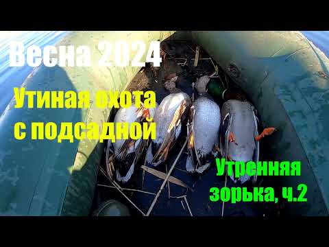 Видео: Весна 2024. Утиная охота с подсадной. Продолжение на утренней зоре. Часть 2