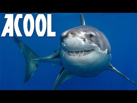 Видео: АКУУЛ БА ӨЛСГӨЛӨНГИЙН ОН ЖИЛҮҮД