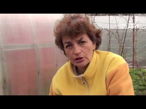 Видео: Как избавиться от медведки  Медветокс и другие способы. Сайт "Садовый мир"