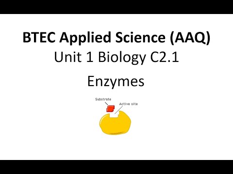 Видео: BTC Прикладная наука, Модуль 1, Биология, C2.1, Ферменты