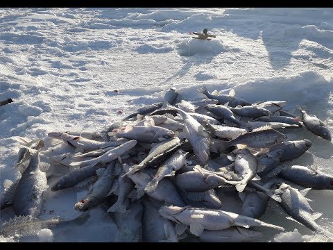 Видео: ОСОБЕННОСТИ АЛАКОЛЬСКОЙ ЗИМНЕЙ РЫБАЛКИ!!!