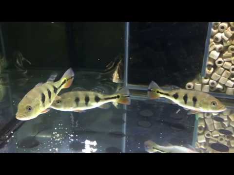 Видео: Новые жильцы, подростки в аквариуме.