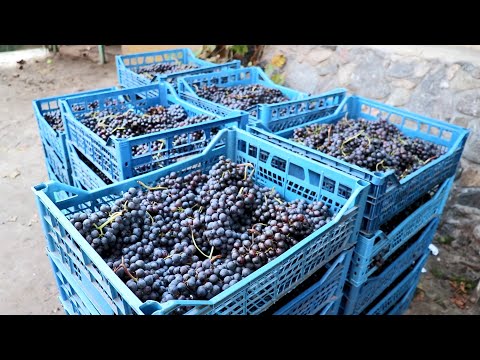 Видео: РОЗЕ из Некондиции!!!