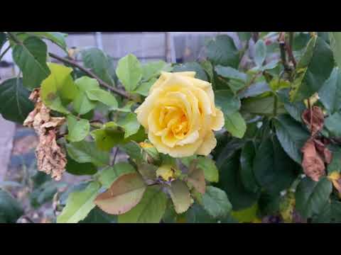 Видео: Осенняя прогулка