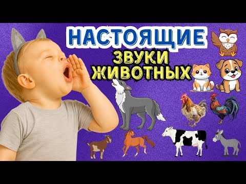 Видео: ЗВУКИ ЖИВОТНЫХ и ЗВУКОПОДРАЖАНИЕ для малышей. Развивающее видео. Как говорят животные? Учим слова