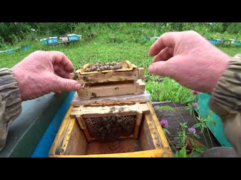 Видео: КАК ОТБИРАЮ В НУКЛЕУСНОМ ПАРКЕ ПЛОДНЫХ МАТОК И МЕЧУ ИХ