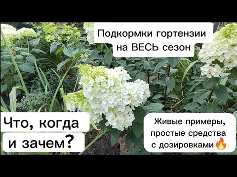 Видео: Подкормки гортензии на ВЕСЬ сезон: наглядно и просто - на живых гортензиях простыми средствами🔥💣