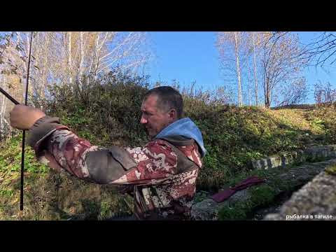 Видео: карп в октябре на заводинке