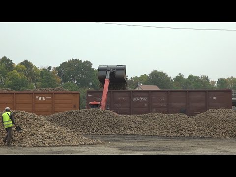 Видео: Чтобы было сладко: уборка сахарной свеклы продолжается