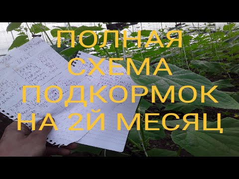 Видео: Полная Схема Подкормок на 2й месяц. Как не потерять будущий уражай #землядел #garden