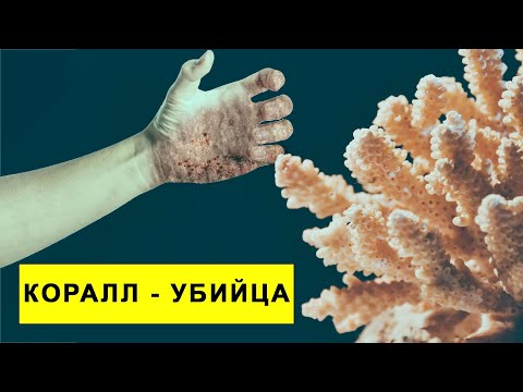 Видео: 5 самых опасных кораллов НА ПЛАНЕТЕ