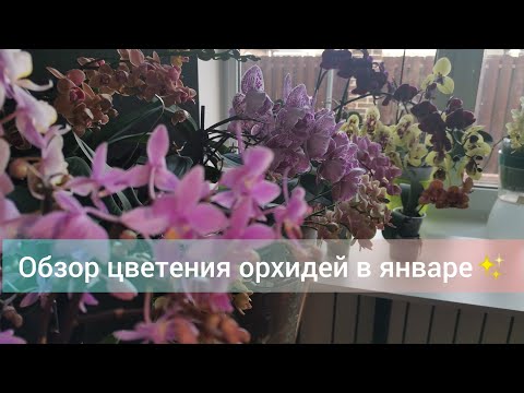 Видео: Обзор цветения орхидей в январе 2023 года ✨ Новые роспуски😍🎉