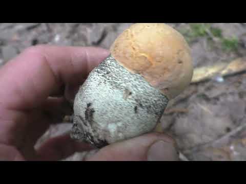 Видео: МУЖИЦКИЙ КОЛЛЕКТИВ В ЛЕС ПО ГРИБЫ! Наш поход ЗА ГРИБАМИ В ЛЕС!