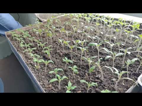 Видео: Нужно ли удобрять рассаду в начале роста. Работает ли микориза на томатах.
