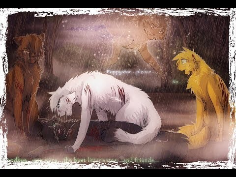 Видео: .:|AMV| // Warriors Cats // Коты Воители ~ [Copycat]:.