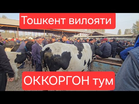 Видео: Тошкент вилояти ОККОРГОН ТУМ чорва бозори СИГИРЛАР КАТОРИ 25.10.2025