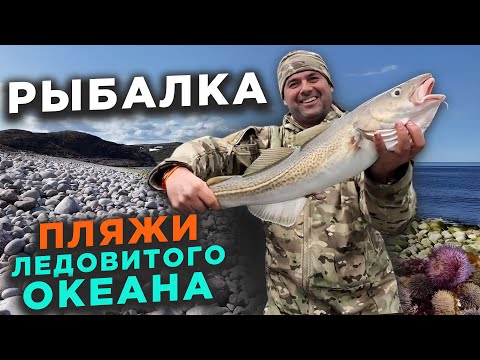Видео: Териберка Треска Киты
