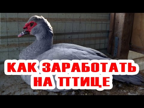 Видео: Утиный бизнес: как выгодно продать выращенную птицу Лучшие советы, для быстрой продажи птицы.