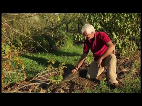 Видео: Пермакультурный сад Собковиака 06