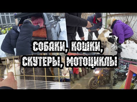 Видео: Собаки, кошки, скутеры, мотоциклы...