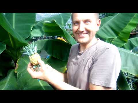 Видео: Подрезка кумквата и кофе.  Срезаю ананасы)