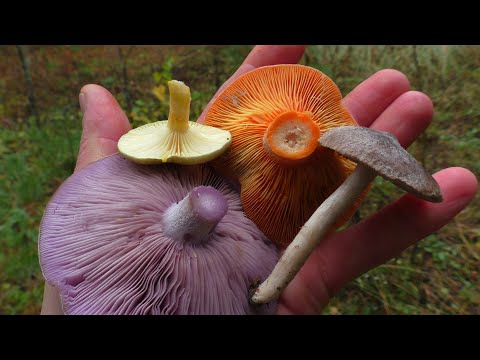 Видео: УШЛИ С СЫНОМ В ЛЕС ИЩЕМ ГРИБЫ! РАЗНООБРАЗИЕ ЛЕСНЫХ ГРИБОВ В ОКТЯБРЕ!
