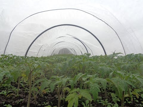 Видео: ВЫРАЩИВАНИЕ РАССАДЫ НА ПРОДАЖУ (БЕЗ ТЕПЛИЦЫ). Ольга Чернова.