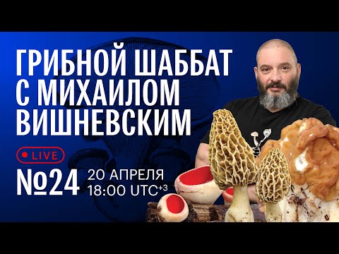 Видео: Грибной шаббат №24 вместе с Еленой Александровой. Отвечаем на вопросы
