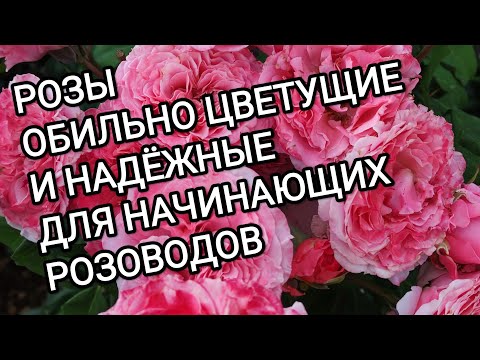 Видео: СОРТА РОЗ  ОБИЛЬНО ЦВЕТУЩИЕ И НАДЕЖНЫЕ ДЛЯ НАЧИНАЮЩИХ РОЗОВОДОВ.🌹🌹🌹👍👍👍👍