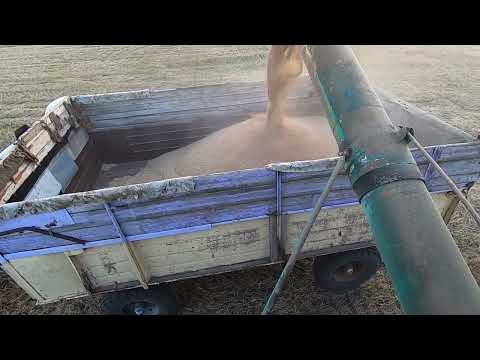 Видео: Дві НИВИ СК5 за день і причіпа пшениці🌾не намолотили 🤔