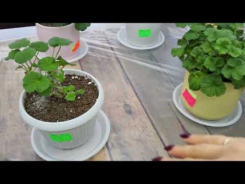 Видео: #639. Капризные-не капризные пеларгонии,характеристика по сортам. Часть 1я