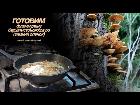 Видео: ГОТОВИМ ФЛАММУЛИНУ БАРХАТИСТОНОЖКОВУЮ (ЗИМНИЙ ОПЕНОК) Самый простой рецепт!
