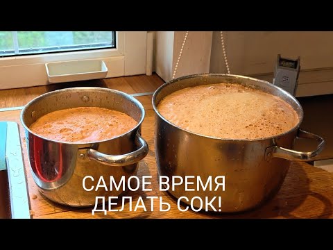 Видео: Настоящий яблочный сок из паданки.