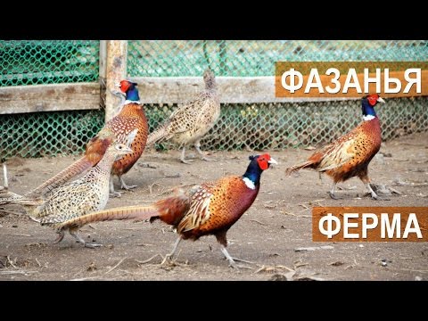 Видео: Обзорная экскурсия по фазаньей ферме "Русское подворье"