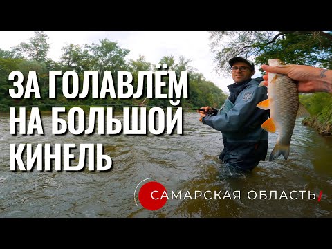Видео: Рыбалка на реке Большой Кинель. Ищем голавля на перекатах