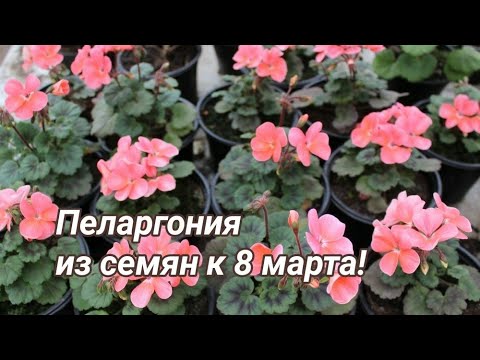 Видео: Выращивание зональной пеларгонии из семян к 8 марта. Часть 1.