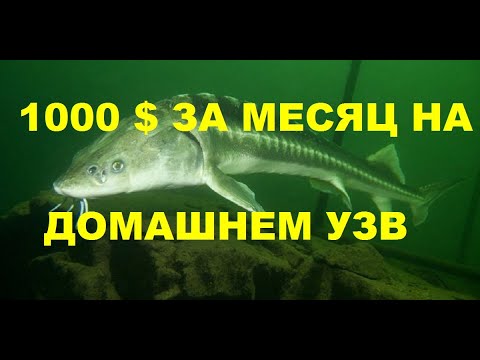 Видео: 1000 $ ЗА МЕСЯЦ НА ДОМАШНЕМ УЗВ