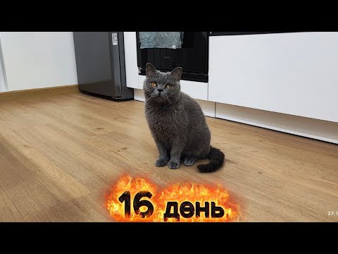 Видео: Очень приятно когда тебя встречают  любимые. 