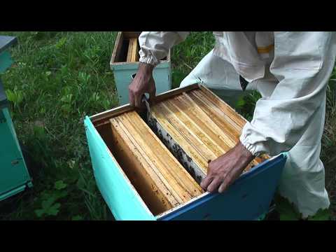 Видео: метод Цебро работа №14 и  №15 второе подсиливание отводков