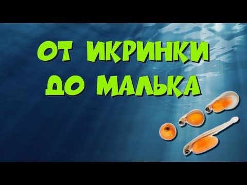 Видео: От икринки до малька