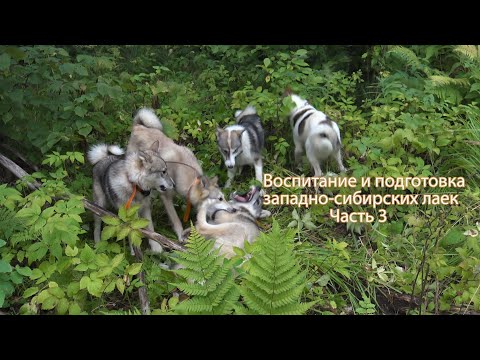 Видео: Воспитание и подготовка западно-сибирских лаек Част 3