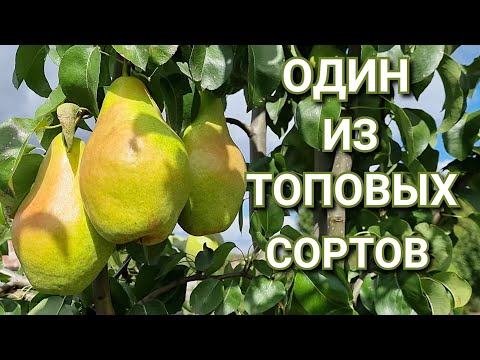 Видео: ГРУША НОЯБРЬСКАЯ